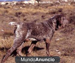 Perdiguero de Burgos caza