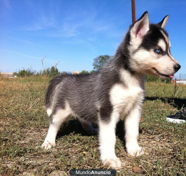 Siberian Husky SOMOS CRIADORES\'\' INFORMATE www.doogs.es