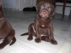ULTIMOS DOS CACHORROS LABRADOR CHOCOLATE con pedigrí - mejor precio | unprecio.es