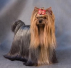 yorkshire superminiatura cachorritos de bolsillo, excelente pedree, 600 euros.. - mejor precio | unprecio.es