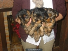 Yorkshire terrier,cachorros,son los de las fotografías. - mejor precio | unprecio.es