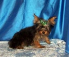 € 185 cachorros yorkie. - mejor precio | unprecio.es