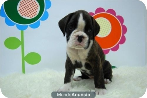Cachorritos de boxer de estraordinaria calidad.