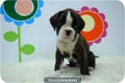 Cachorritos de boxer de estraordinaria calidad. - mejor precio | unprecio.es