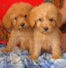 cachorro caniche toy apricot - mejor precio | unprecio.es