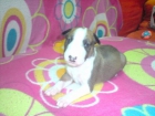 CAMADA BULL TERRIER - mejor precio | unprecio.es