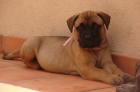 Camada bullmastiff - mejor precio | unprecio.es