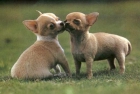 dispongo de preciosos cachorros de chihuahua - mejor precio | unprecio.es