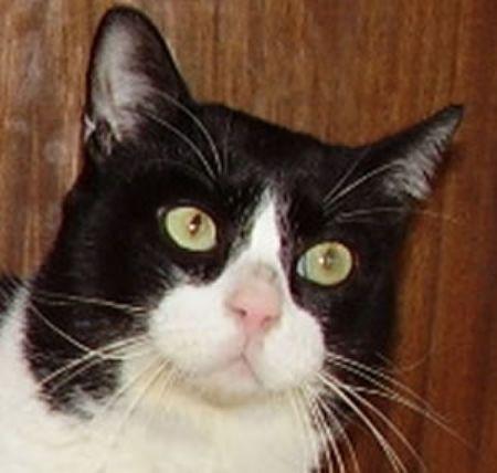 Feli, gato de 4 años en adopción - Ávila