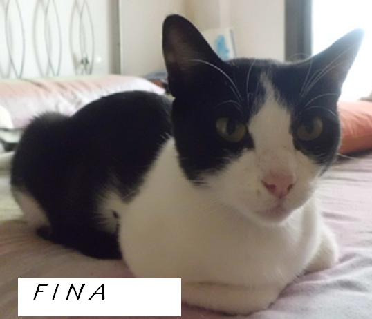 Fina y HUgo, preciosos gatos en adopción