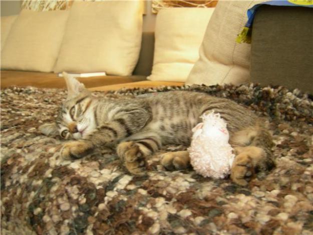 gatito en adopción