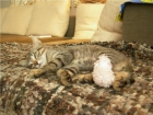 gatito en adopción - mejor precio | unprecio.es