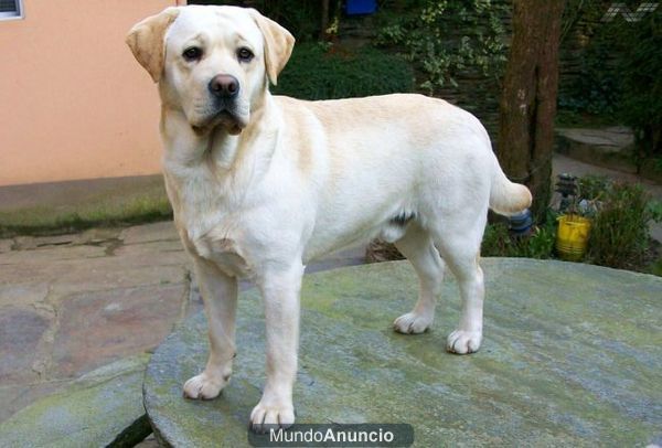 LABRADORES TERRA CHA, CRIADOR PIONERO