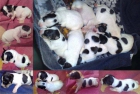 Vendo Preciosos Cachorros de Jack Russell Terrier - mejor precio | unprecio.es