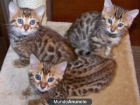 .,,..Bonito Bengala gatitos para la venta - mejor precio | unprecio.es