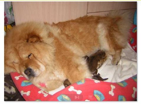 CACHORRITOS CHOW CHOW 390€