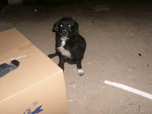 NEGRITO URGENTE!!! viviendo en una caja-EL AMIGO FIEL‏