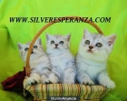 Nueva camada de gatitos British, Scottish fold - mejor precio | unprecio.es
