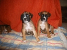 vendo preciosos cachorritos boxer muy económicos - mejor precio | unprecio.es