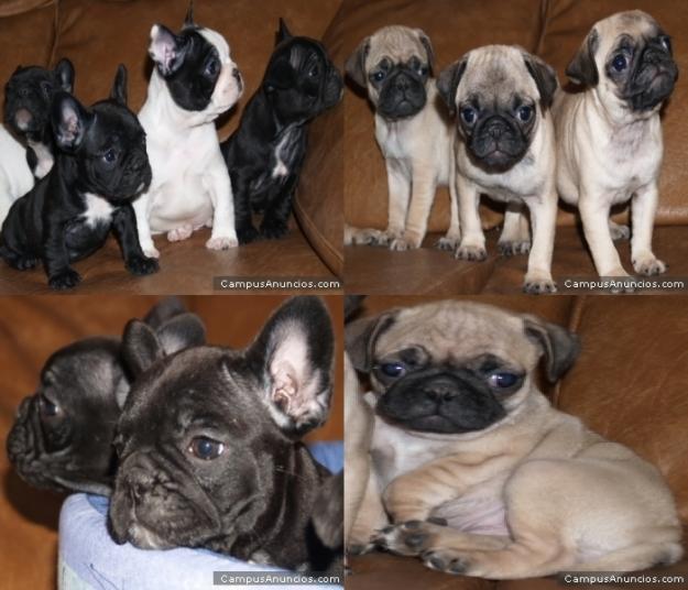 Adopcion Bulldog Frances