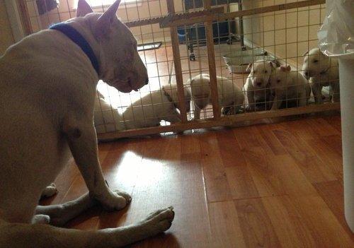 Autenticos peques de raza bull terrier disponibles para adopcion