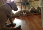 Autenticos peques de raza bull terrier disponibles para adopcion - mejor precio | unprecio.es
