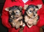 Beautiful Olde Bulldog Inglés cachorros a la venta! 250 $