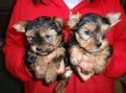 Beautiful Olde Bulldog Inglés cachorros a la venta! 250 $ - mejor precio | unprecio.es