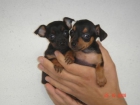 CACHORROS DE PINSHER MINI - mejor precio | unprecio.es