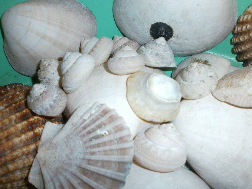 Conchas marinas