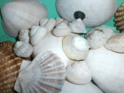 Conchas marinas - mejor precio | unprecio.es