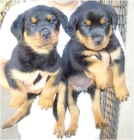 Criadero de Rottweilers ,cachorros disponibles - mejor precio | unprecio.es