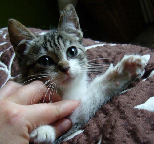 Gatos en adopción de la Asoc. GATA