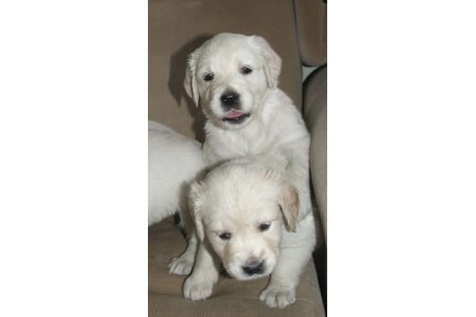 Golden Retriever 180