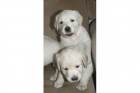 Golden Retriever 180 - mejor precio | unprecio.es