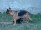 impresionantes cachorros de pastor aleman con mes y medio calidad y buen precio - mejor precio | unprecio.es