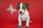 JACK RASSELL, Vendo unos magnificos cachorros - mejor precio | unprecio.es