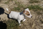 Jack Russell pata corta fotos reales cachorros nacionales - mejor precio | unprecio.es