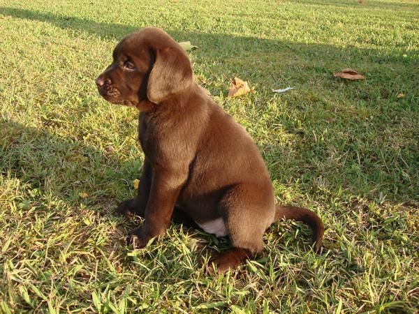Labrador Retriever de color Chocolate  !!
