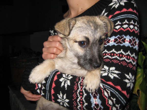 Lulú, cachorrita de 3 meses en adopción, tamaño pequeño