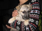 Lulú, cachorrita de 3 meses en adopción, tamaño pequeño - mejor precio | unprecio.es