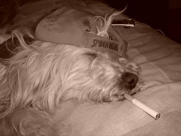MI PERRITA GOSS DATURA YA QUIERE SER MADRE