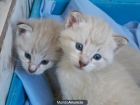 MIS GATOS CRIADOS EN TOTAL LIBERTAD - mejor precio | unprecio.es