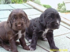 Ultimos cachorros cocker spaniel 200 euros - mejor precio | unprecio.es