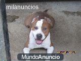 American staffordshire terrier
