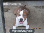 American staffordshire terrier - mejor precio | unprecio.es