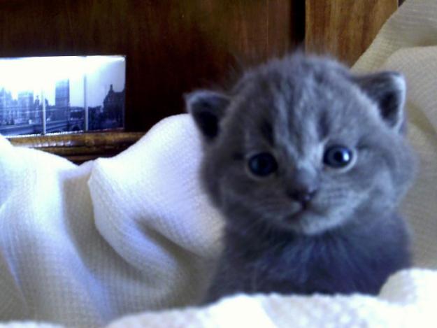 British shorthar