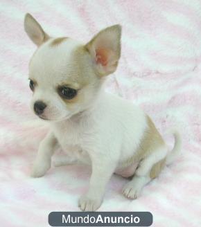 Cachorritos chihuahuas, bichon, westy, bulldog frances..TIENDA