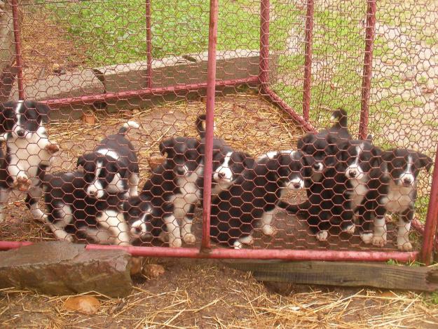 Camada de Border Collie Trabajo, border collie, cachorros,