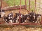 Camada de Border Collie Trabajo, border collie, cachorros, - mejor precio | unprecio.es